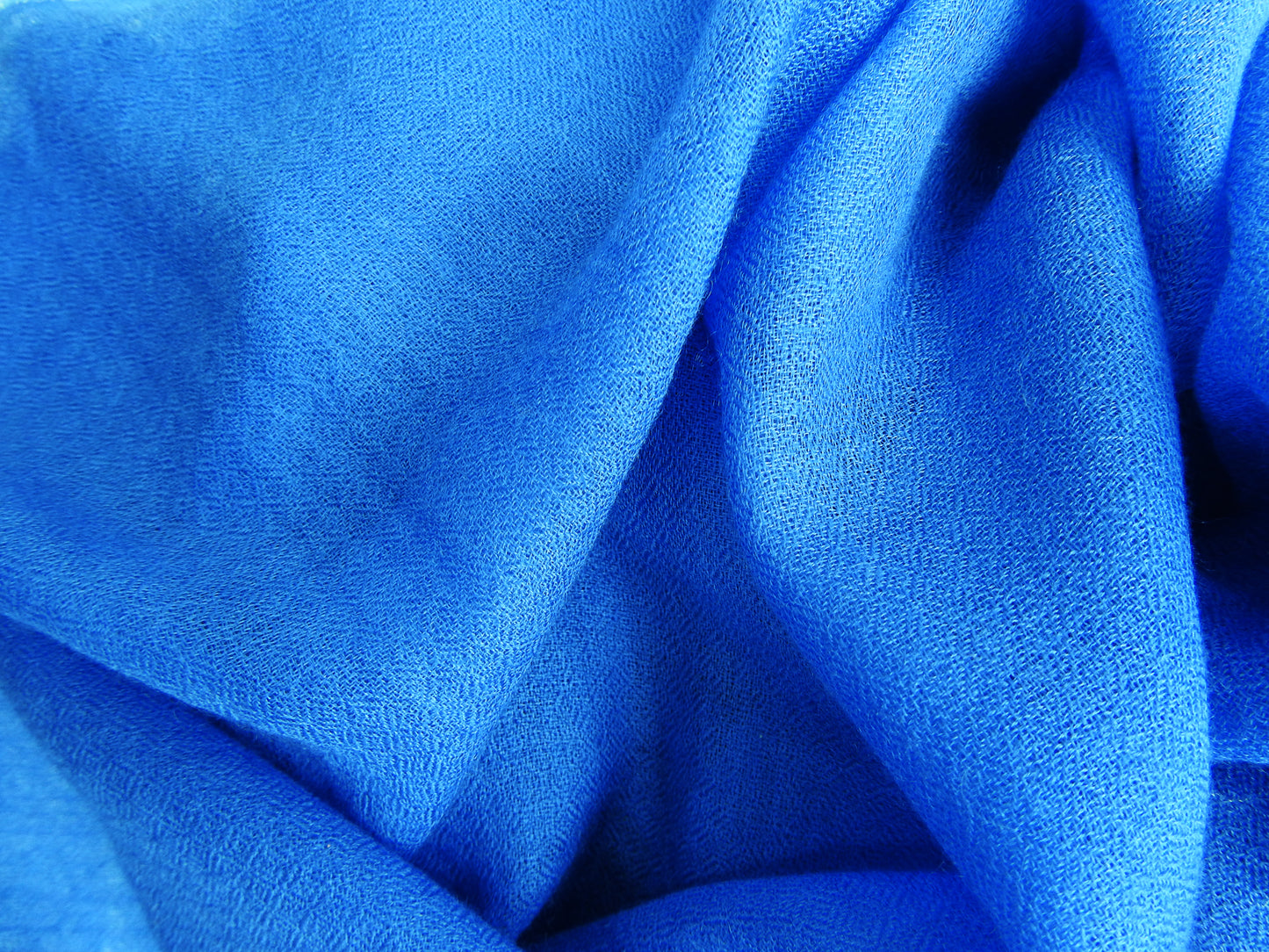 LouLou - Bleu ciel himalayen